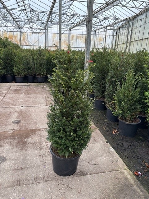 English Yew (Taxus baccata) - Hedging