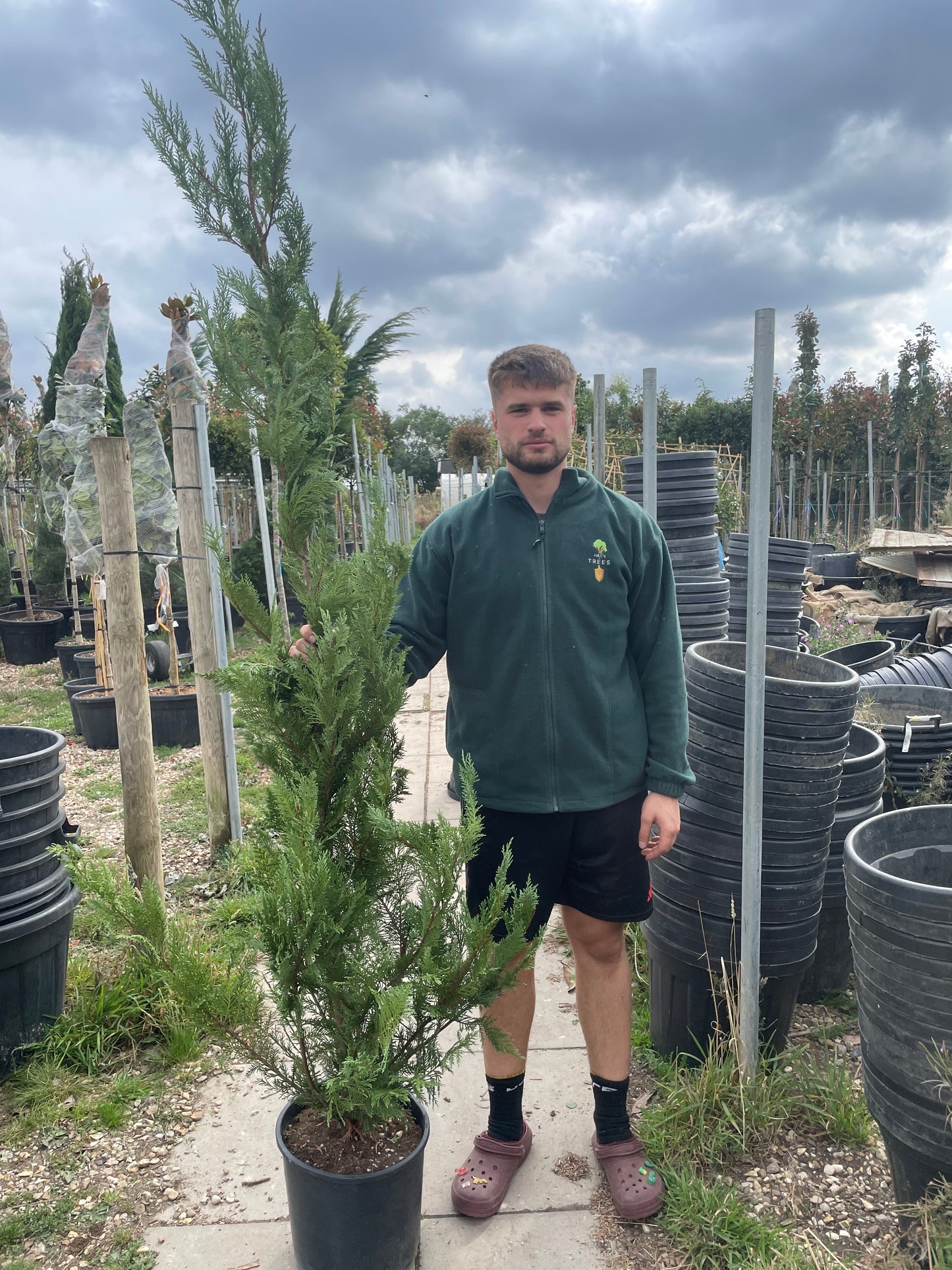 Leyland cypress (Leyland cypress)