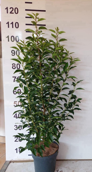 Prunus lusitanica (Portuguese Laurel) - Hedging