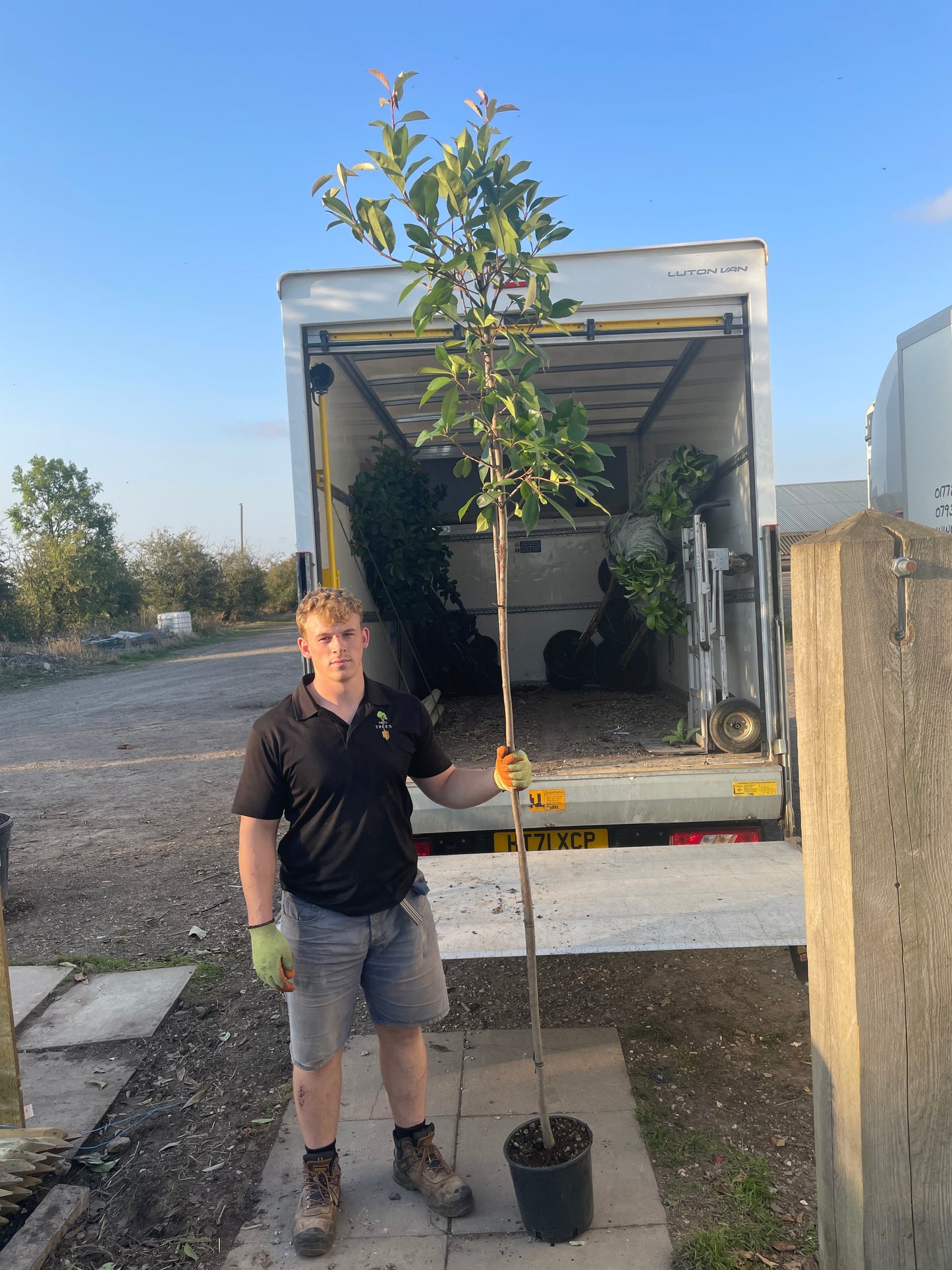 Red Robin - Standard Trees (180-200cm clear stem)