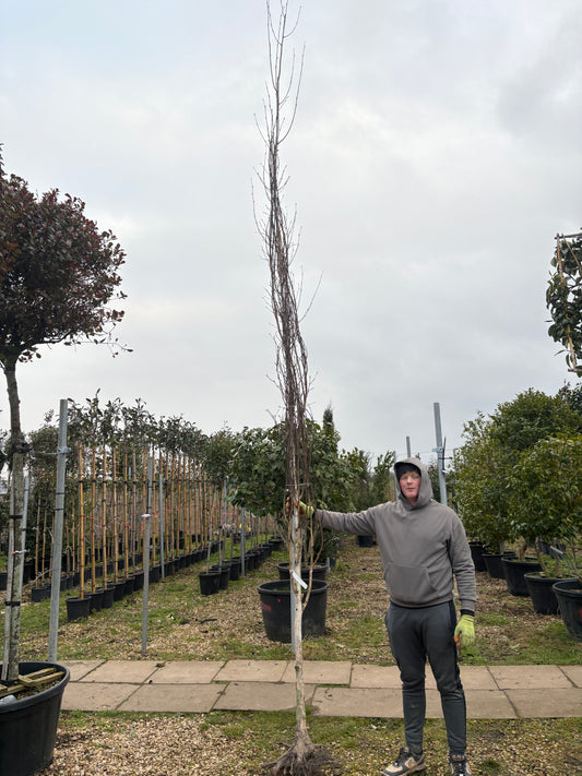 Betula utilis (Himalayan Birch) - full standard - FEATHERED - Rootball