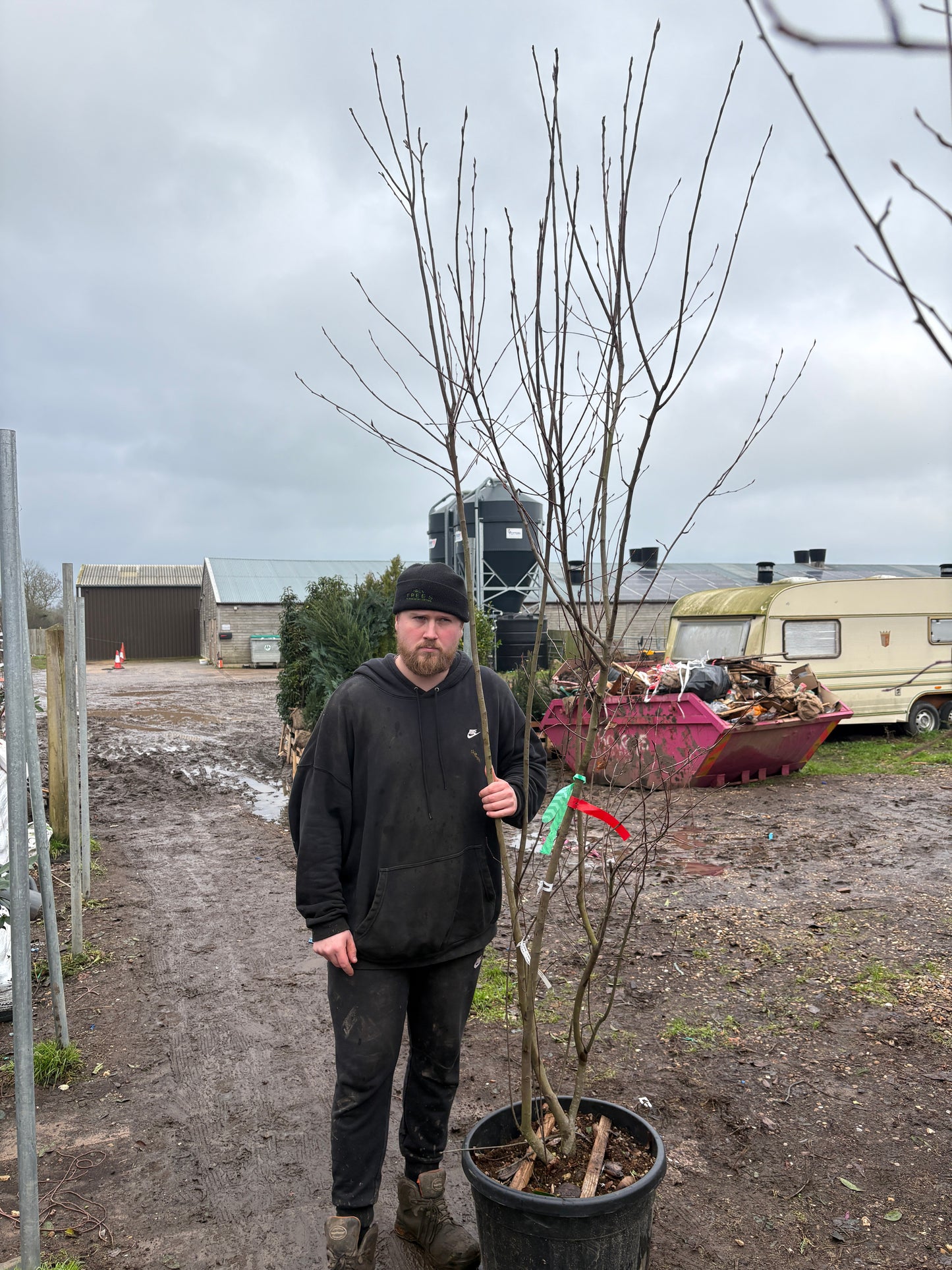 Amelanchier lamarckii - multi stem
