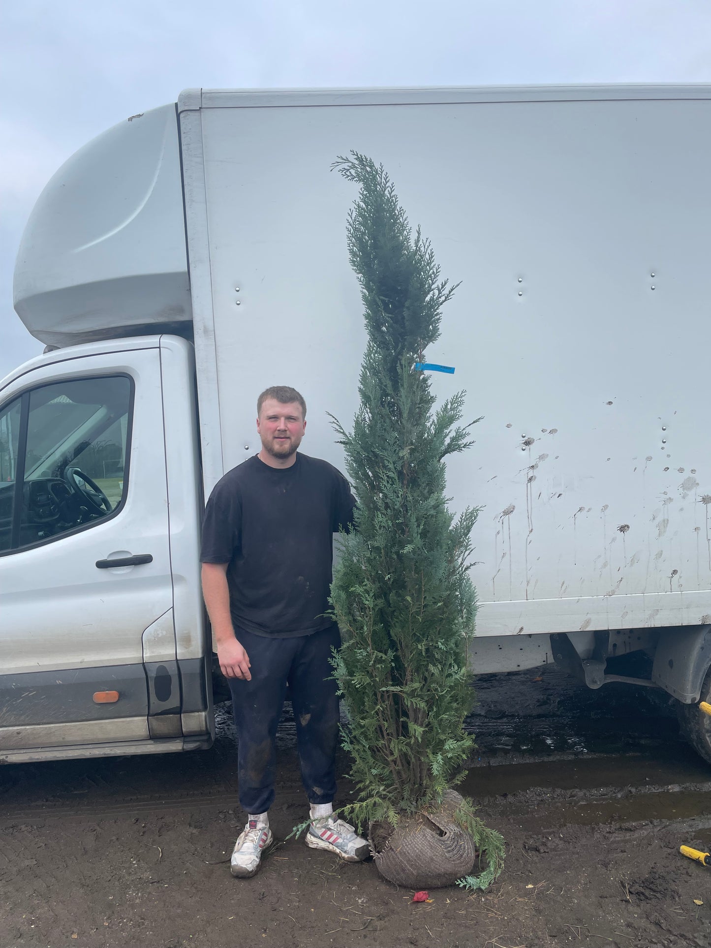 Chamaecyparis lawsoniana ‘Columnaris’ - Rootball hedging