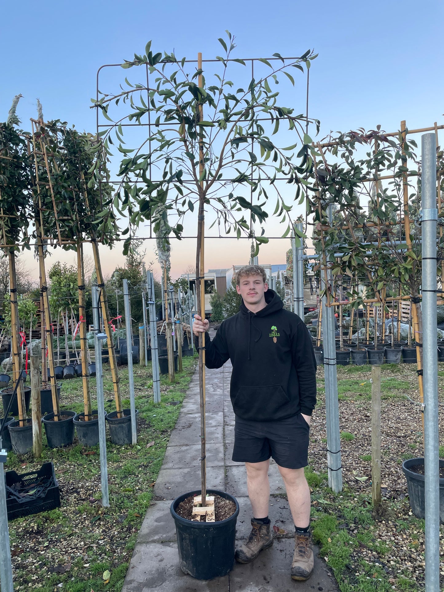 Red Robin - Pleached (140-160cm clear stem)