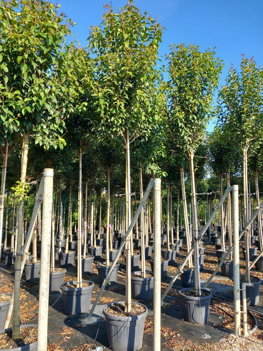 Ligustrum japonica “Japanese Privet”- Standard Trees (180-190cm clear stem)