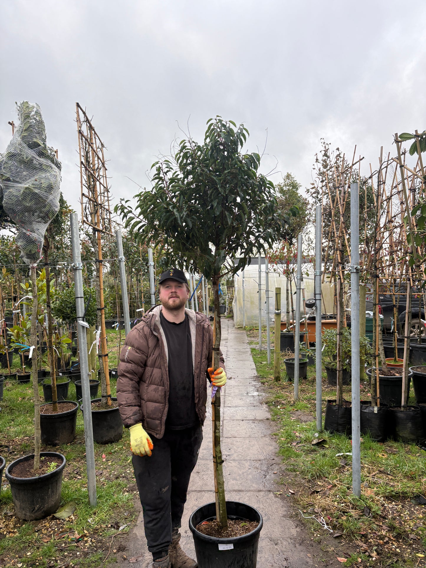 Prunus lusitanica (Portuguese Laurel) 3/4 standard trees (150 -160cm clear stem)