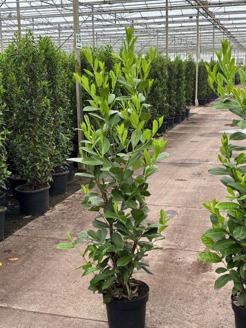 Prunus laurocerasus 'Rotundifolia' (English Cherry Laurel) -   Hedging