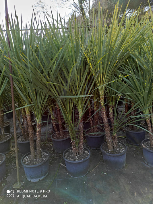 Cordyline australis - multi stem