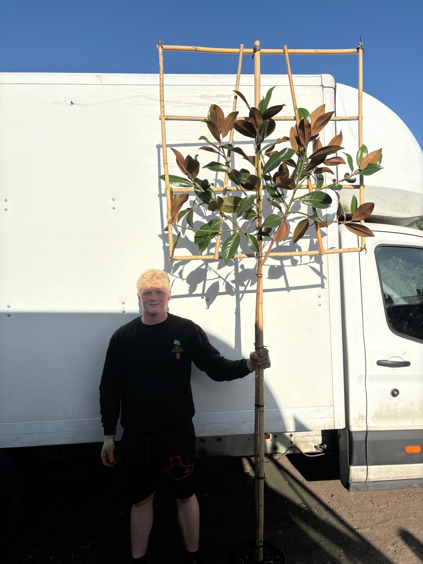 Pleached magnolia - Magnolia grandiflora (150-160cm clear stem)