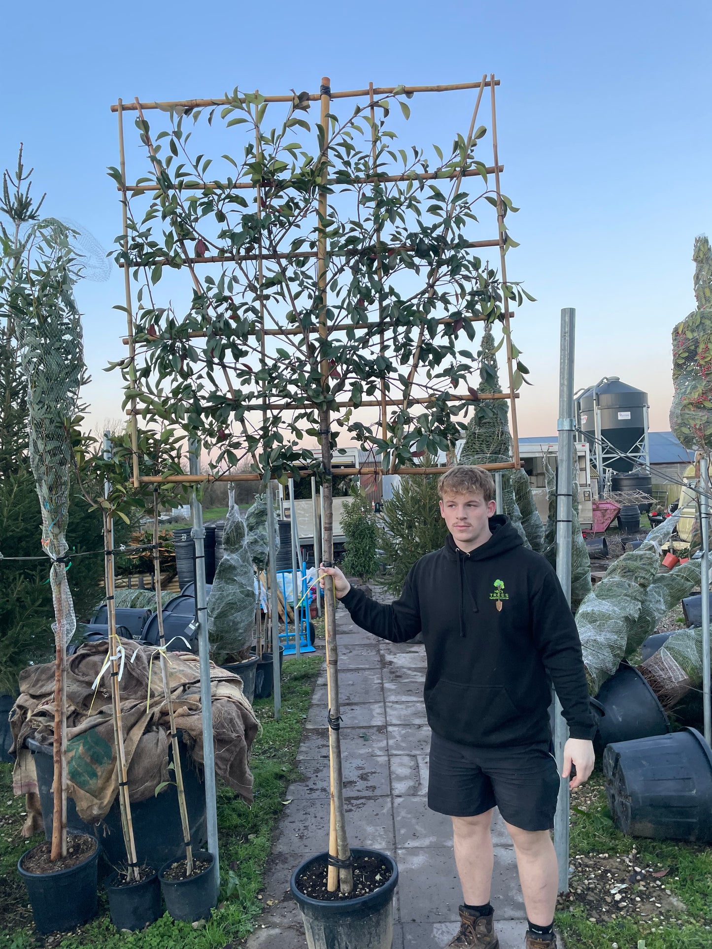 Red Robin - Pleached (140-160cm clear stem)