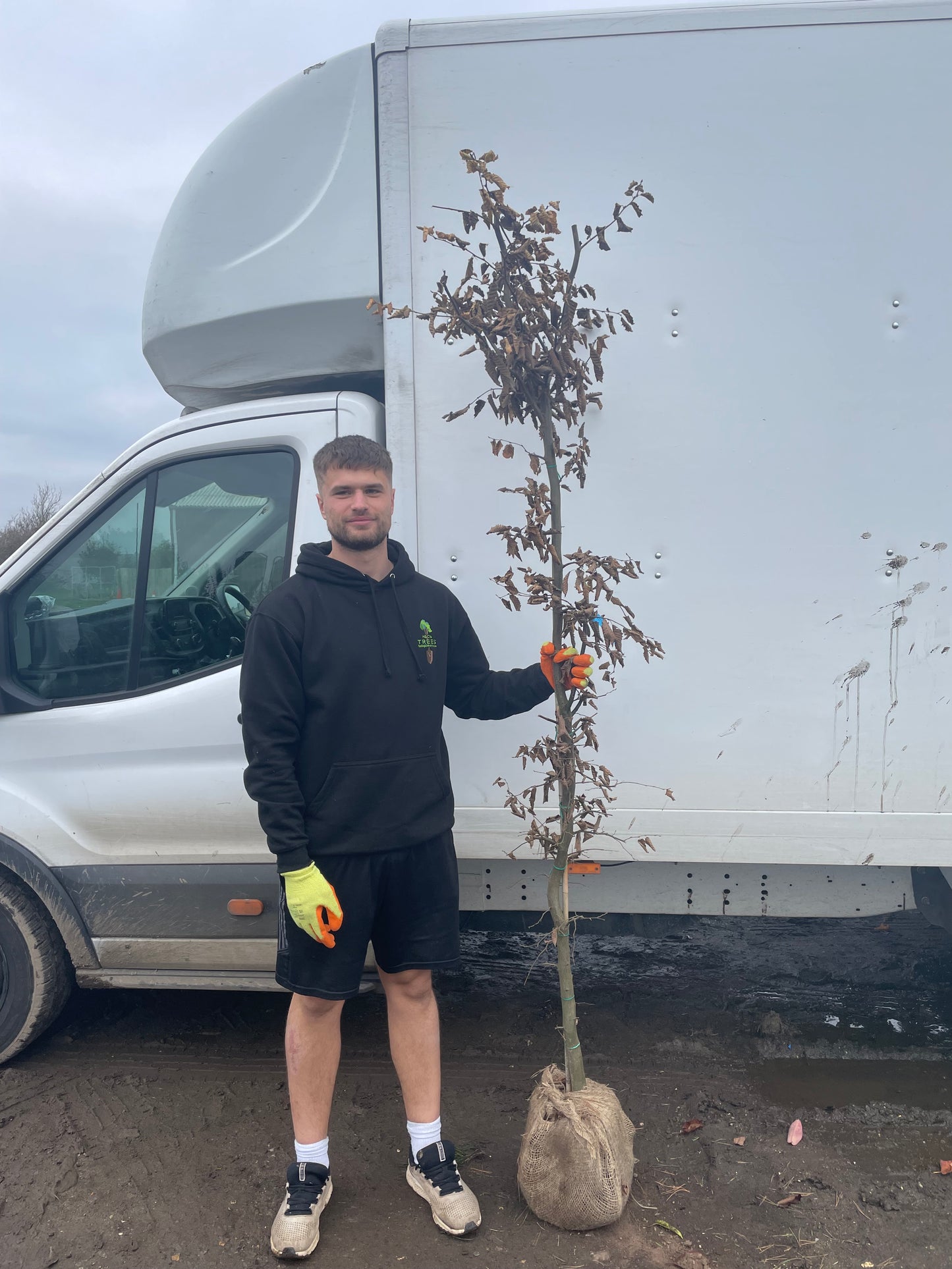 Carpinus betula 'Hornbeam' Hedging