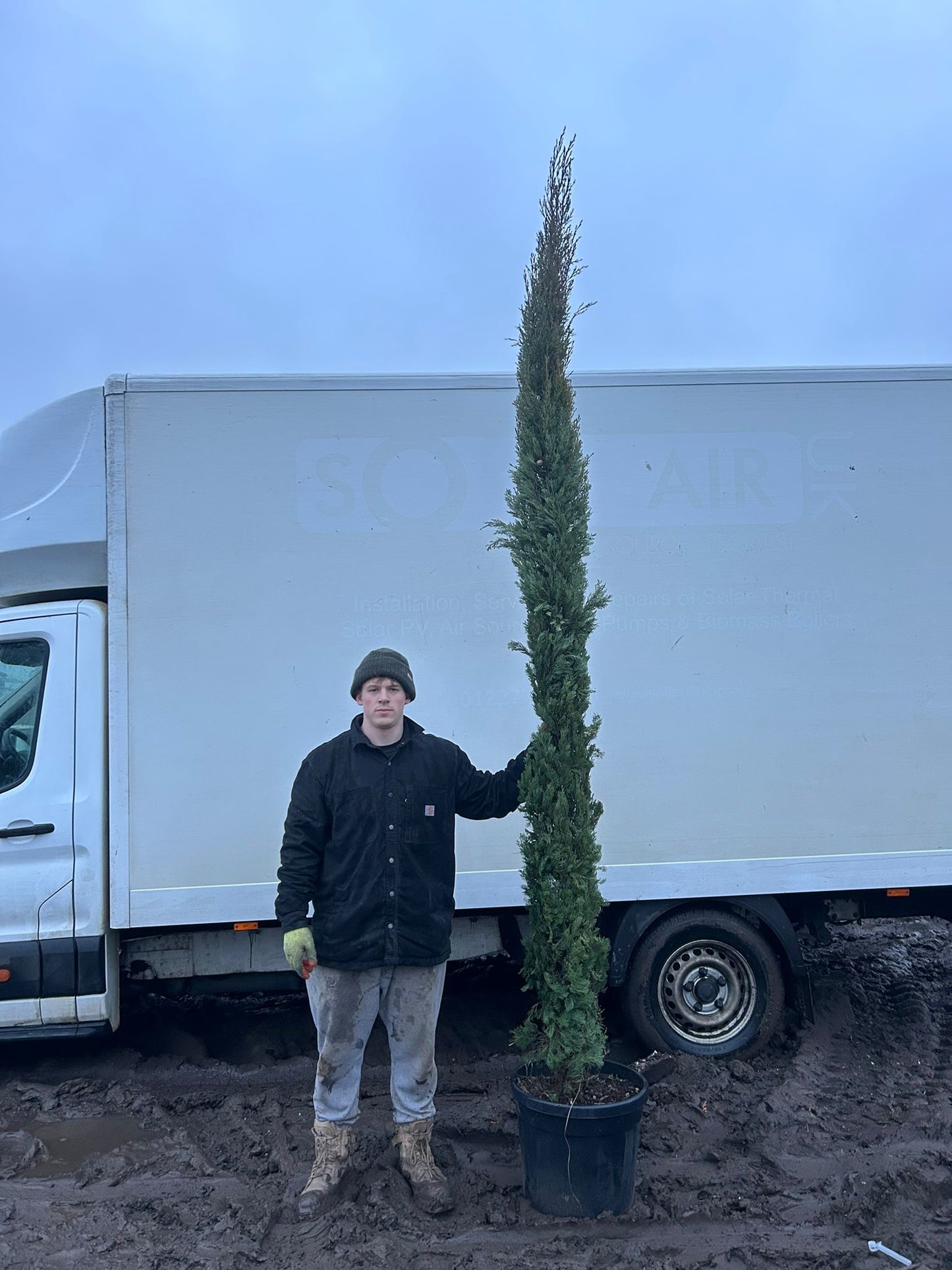 Cupressus sempervirens (Italian Cypress)