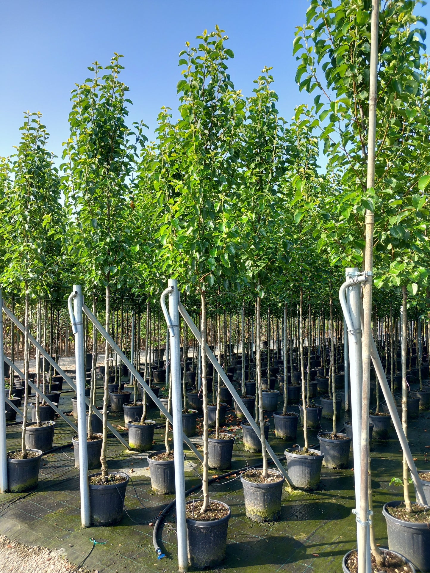 Pyrus calleryana (Ornamental Pear)