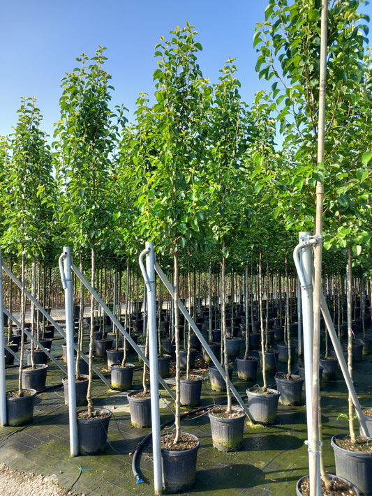 Pyrus calleryana (Ornamental Pear)