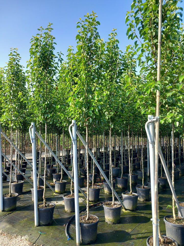 Full Standard Trees | Mature Trees For Sale - Buy Online - H&C's Trees
