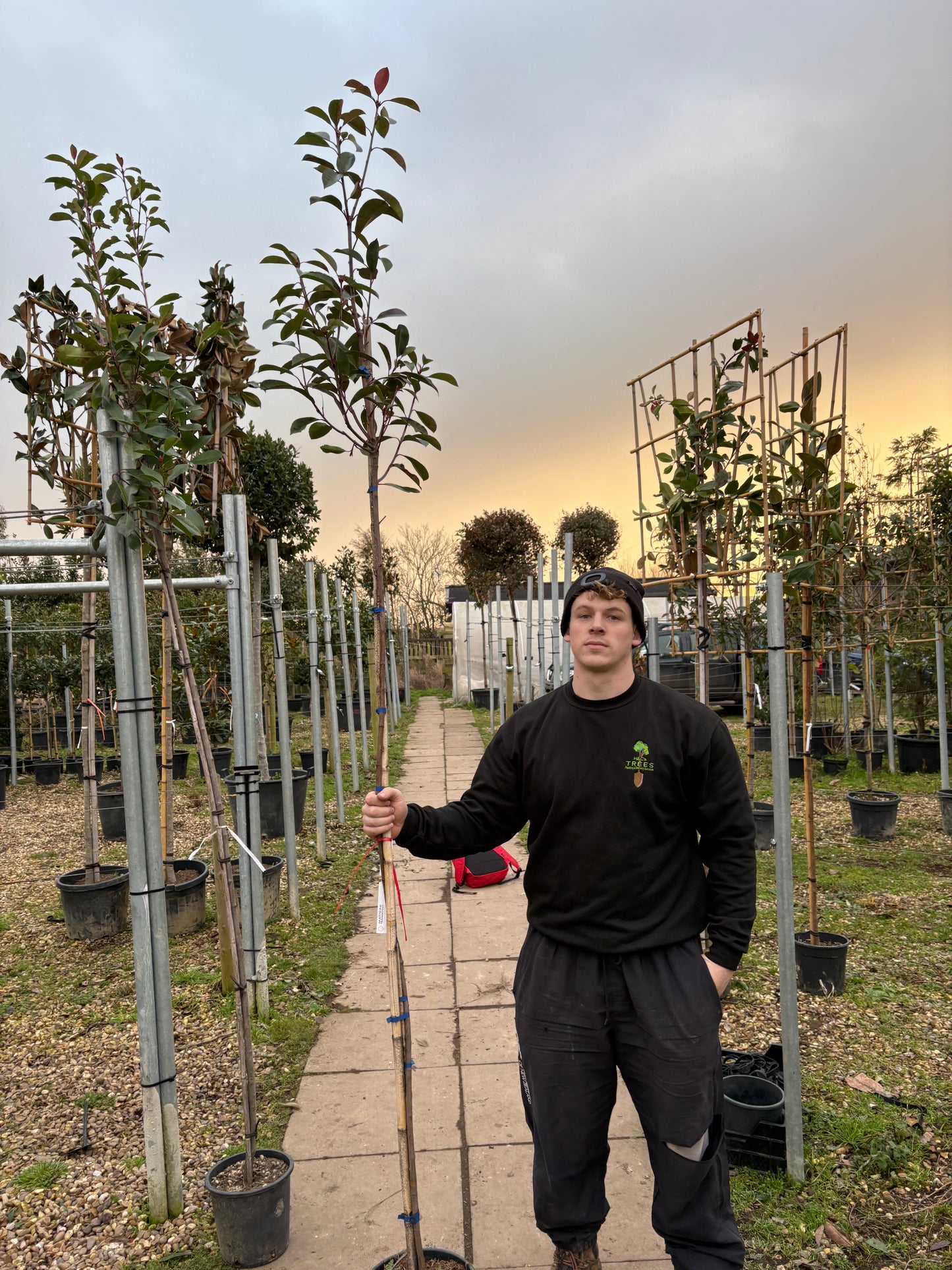 Red Robin - Standard Trees (180-200cm clear stem)