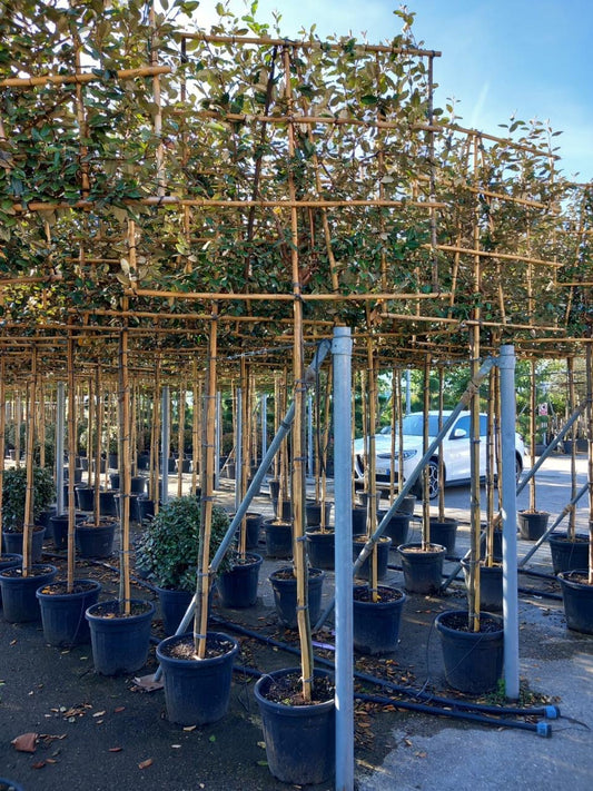 Ligustrum japonica “Japanese Privet” - Pleached (180-190cm clear stem)