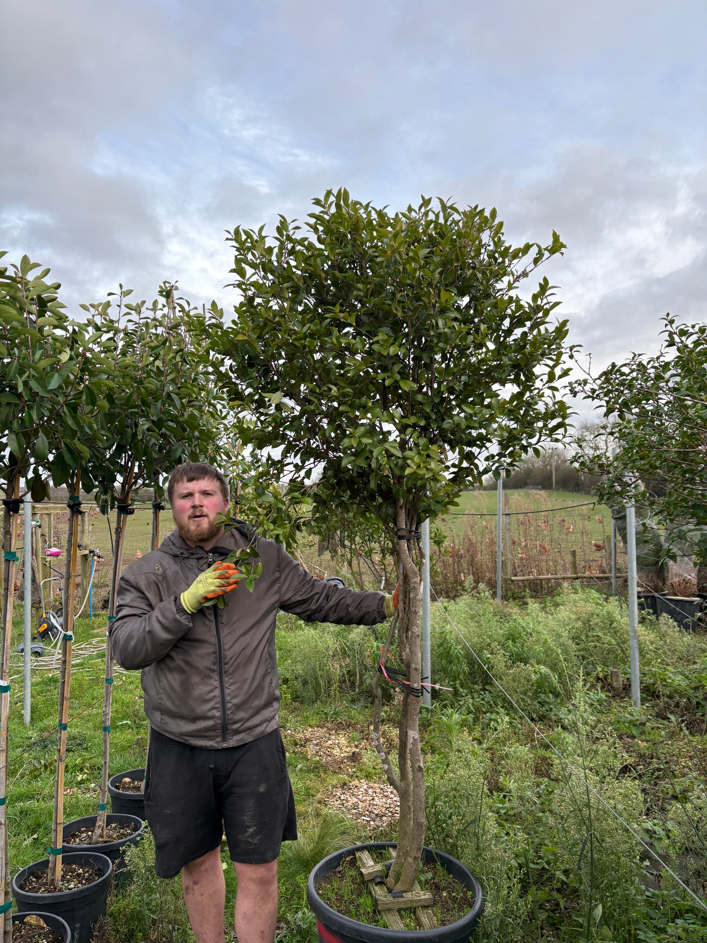 Camellia Sasanqua 'Cleopatra' multistem - sale