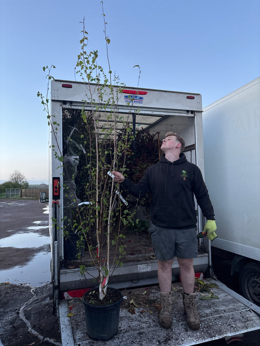 Betula utilis 'jacquemontii' (Himalayan Birch) - Multistem