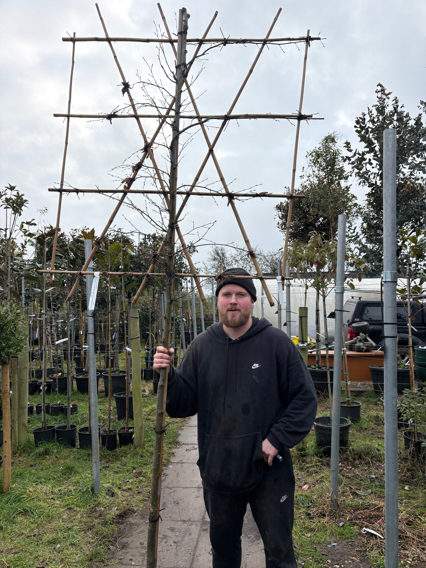 Hornbeam - Pleached - 150-160cm clear stem