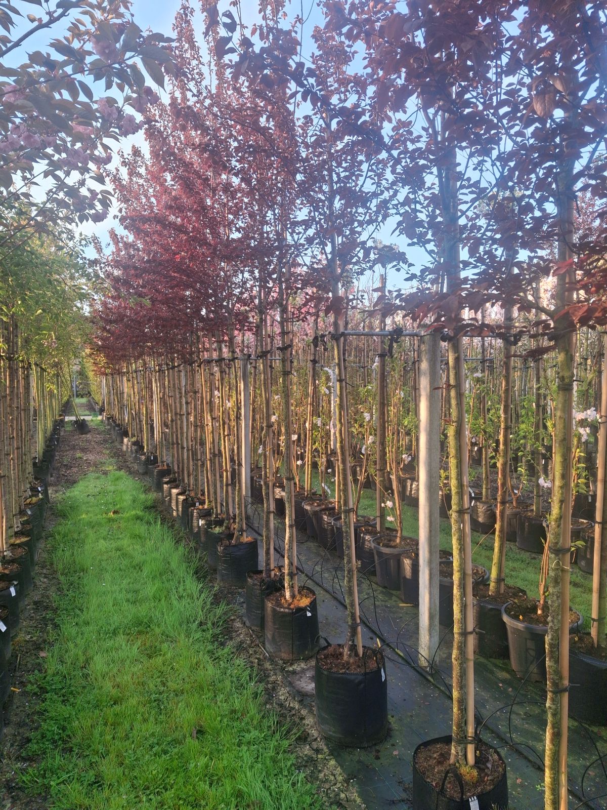 Standard  Prunus cerasifera ‘Nigra’ (Purple Cherry Plumb)(180-200cm clear stem)