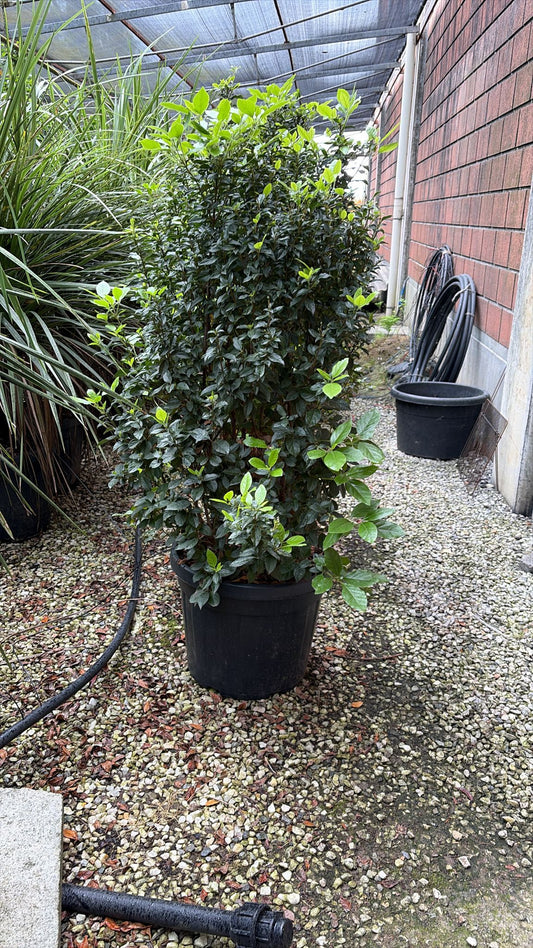 Viburnum Tinus - Hedging