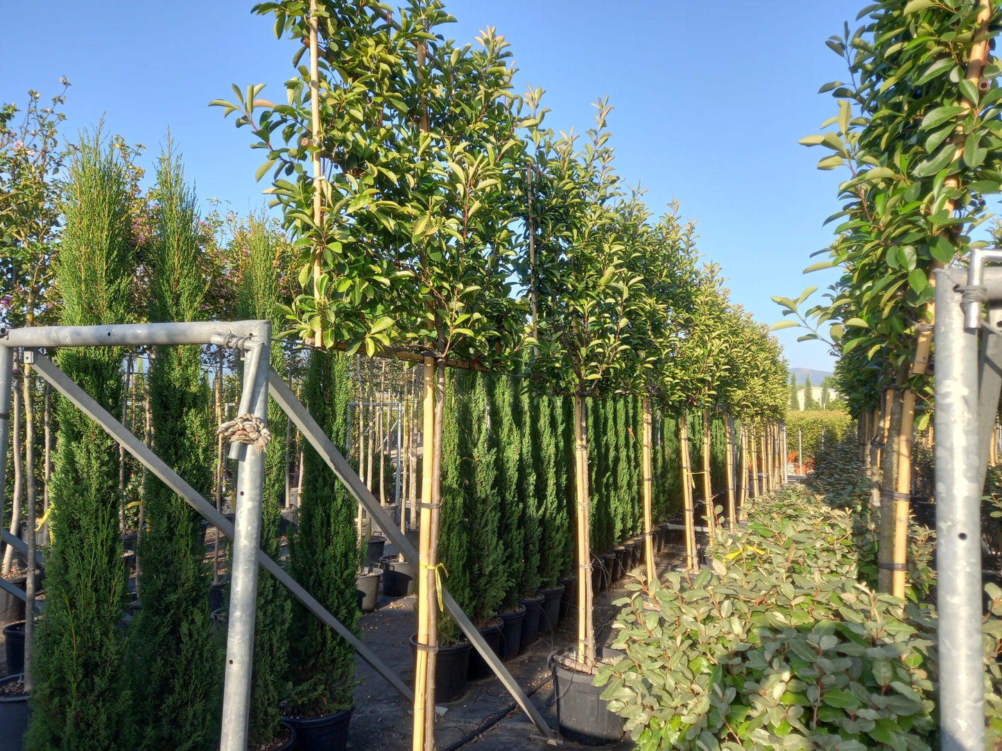 Red Robin - Pleached (140-160cm clear stem)