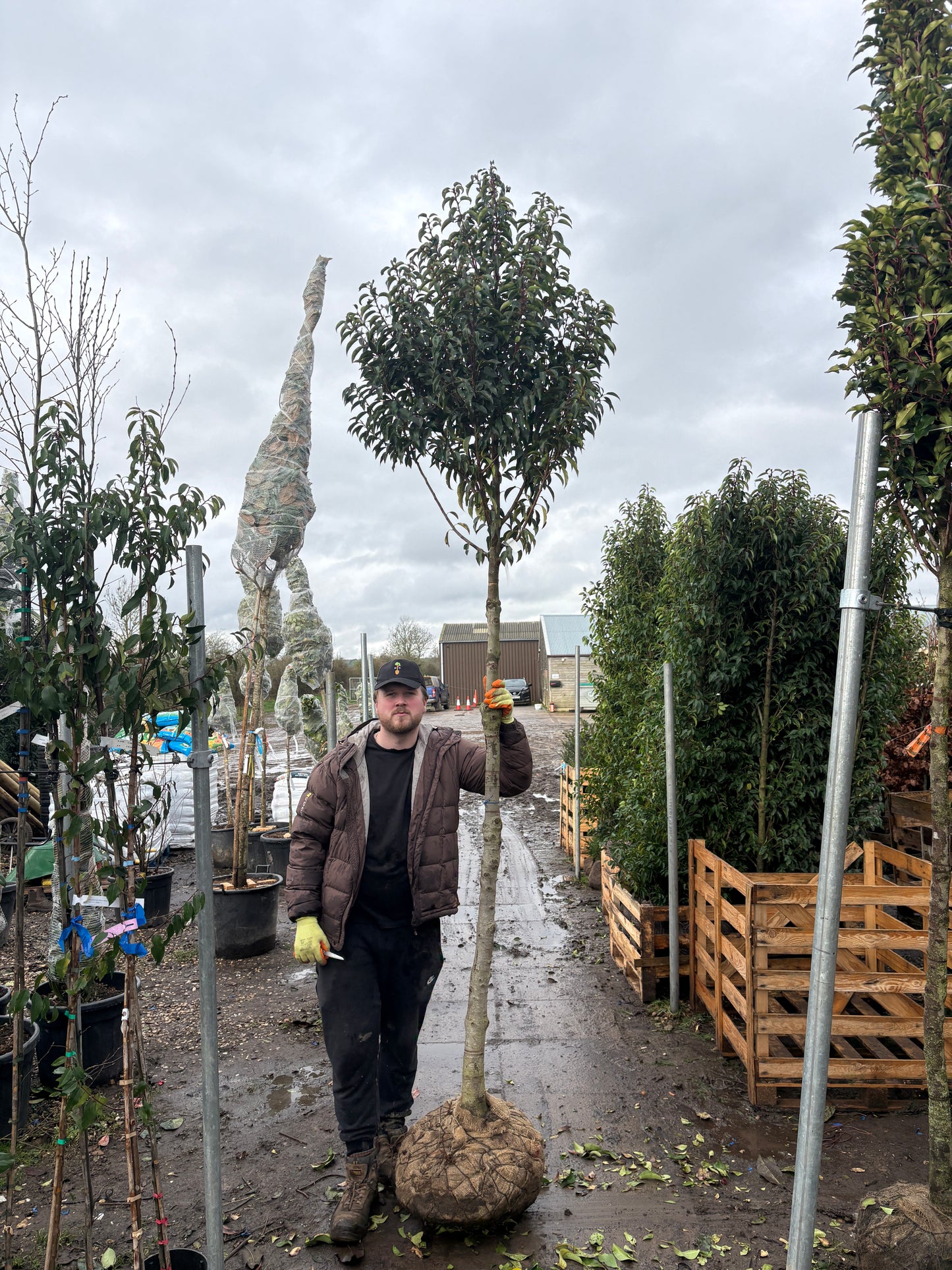 Portuguese laurel (Prunus Lusitanica) - Standard Trees (180-190cm clear stem)