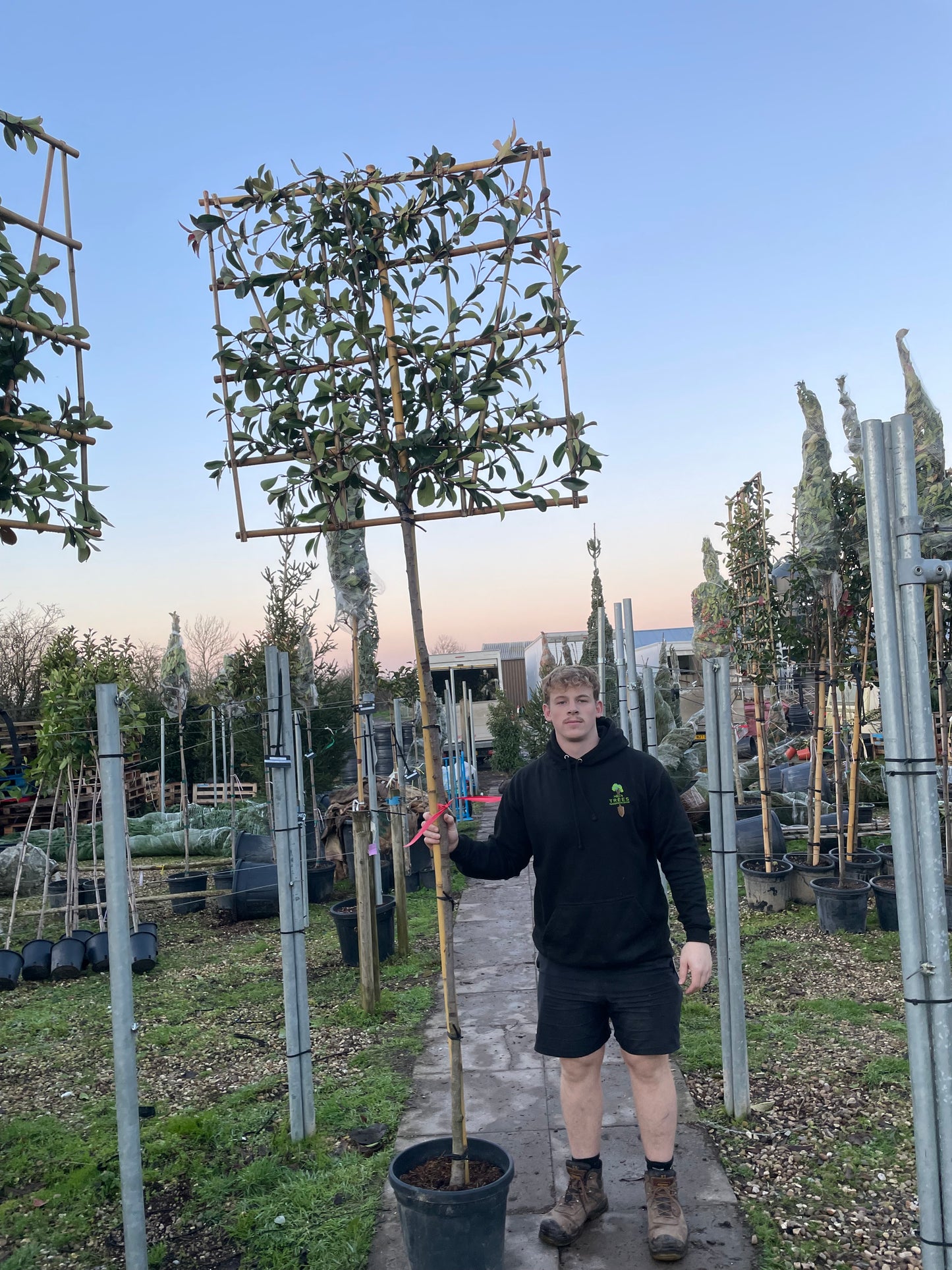 Red Robin - Pleached (180-200cm clear stem)