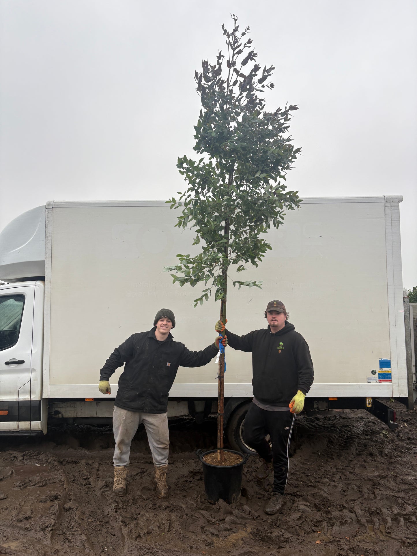 Eucalyptus globulus - Full Standard (180-200cm clear stem) ~ CONTAINER GROWN