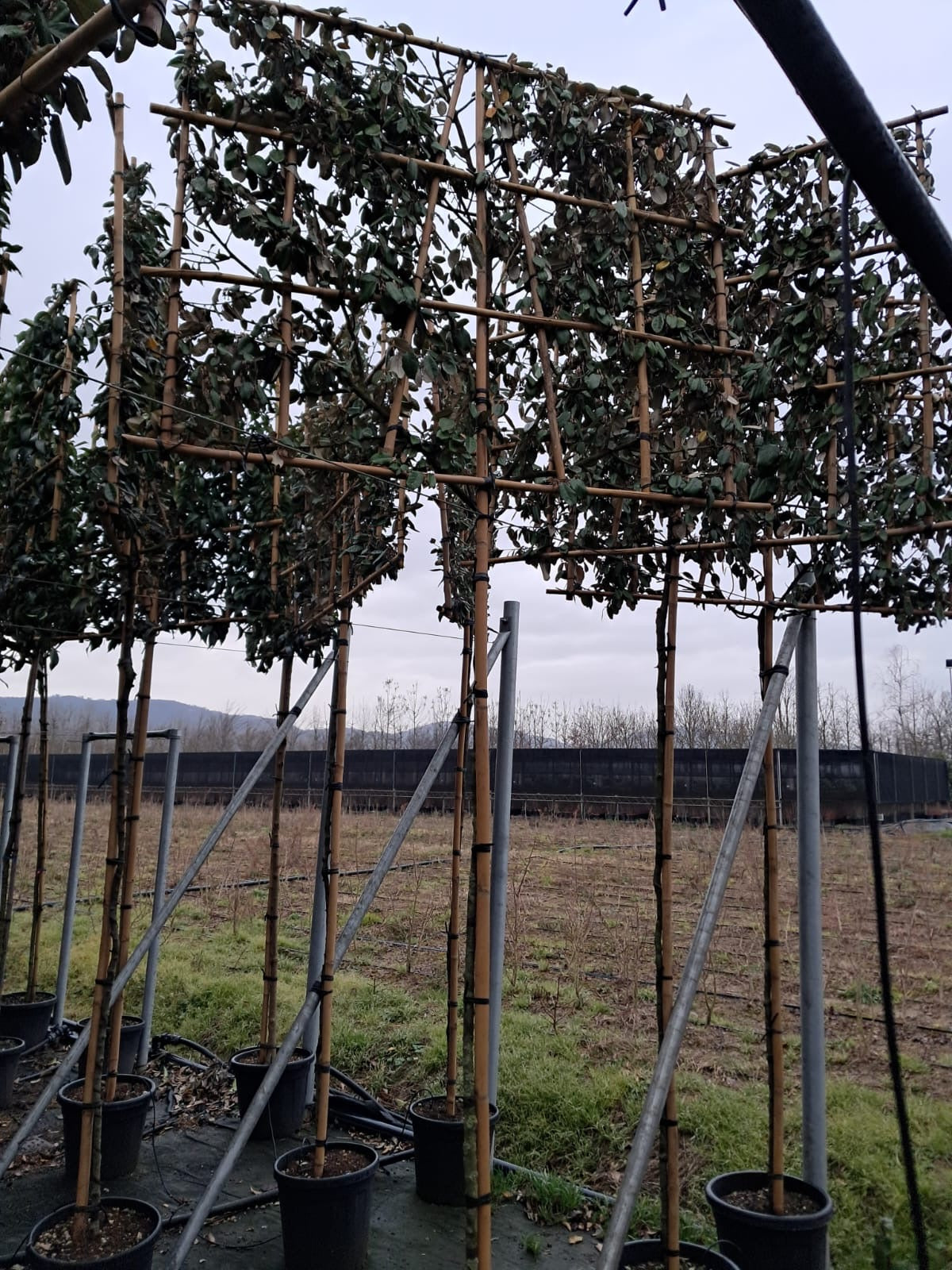 Ligustrum japonica “Japanese Privet” - Pleached (180-190cm clear stem)