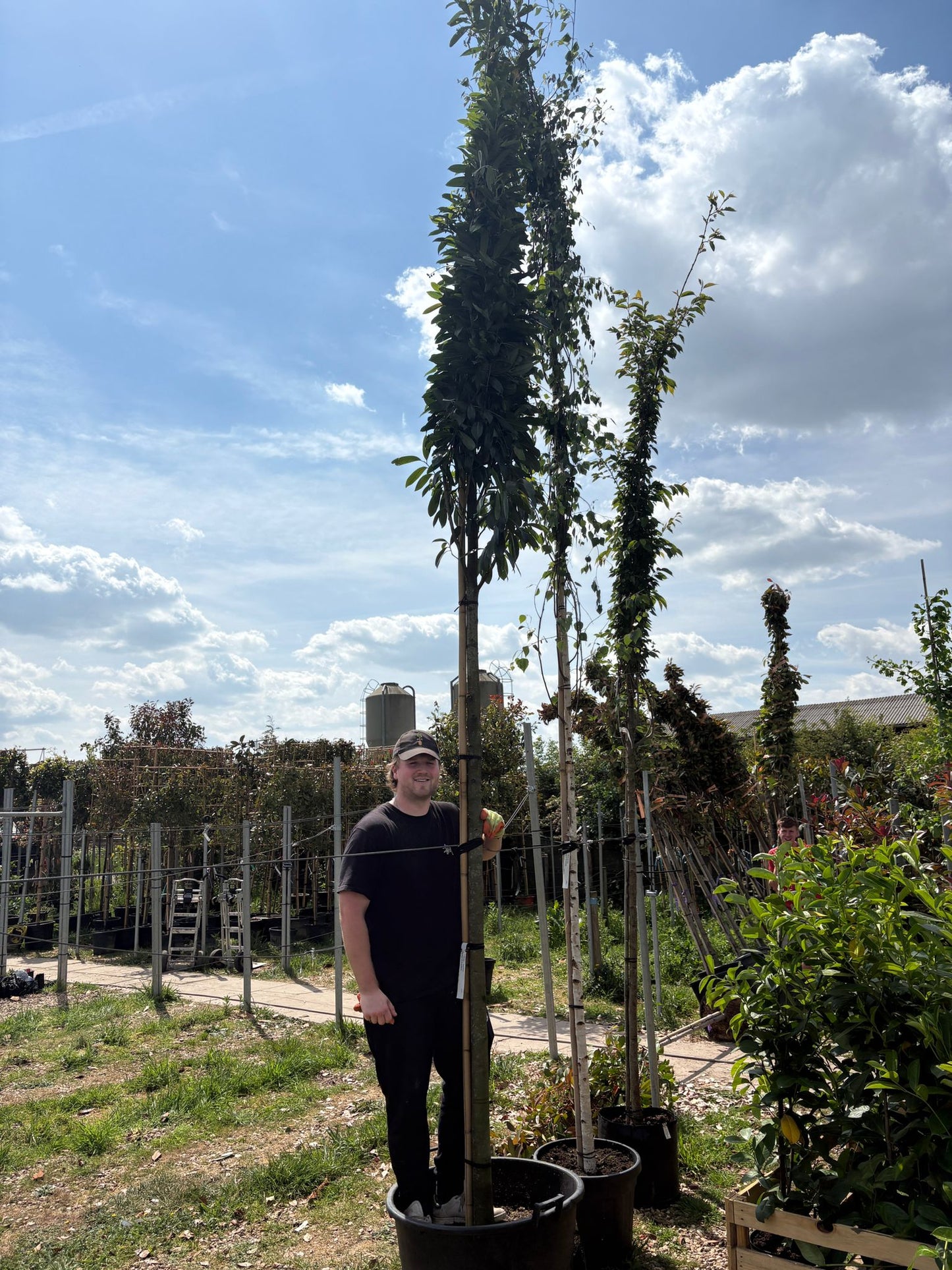 Prunus laurocerasus 'Rotundifolia' (English Cherry Laurel) - full standard (180-200cm clear stem)