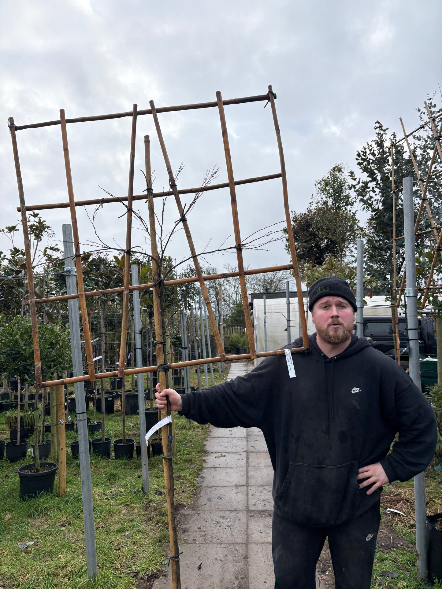 Hornbeam - Pleached - 120 clear stem