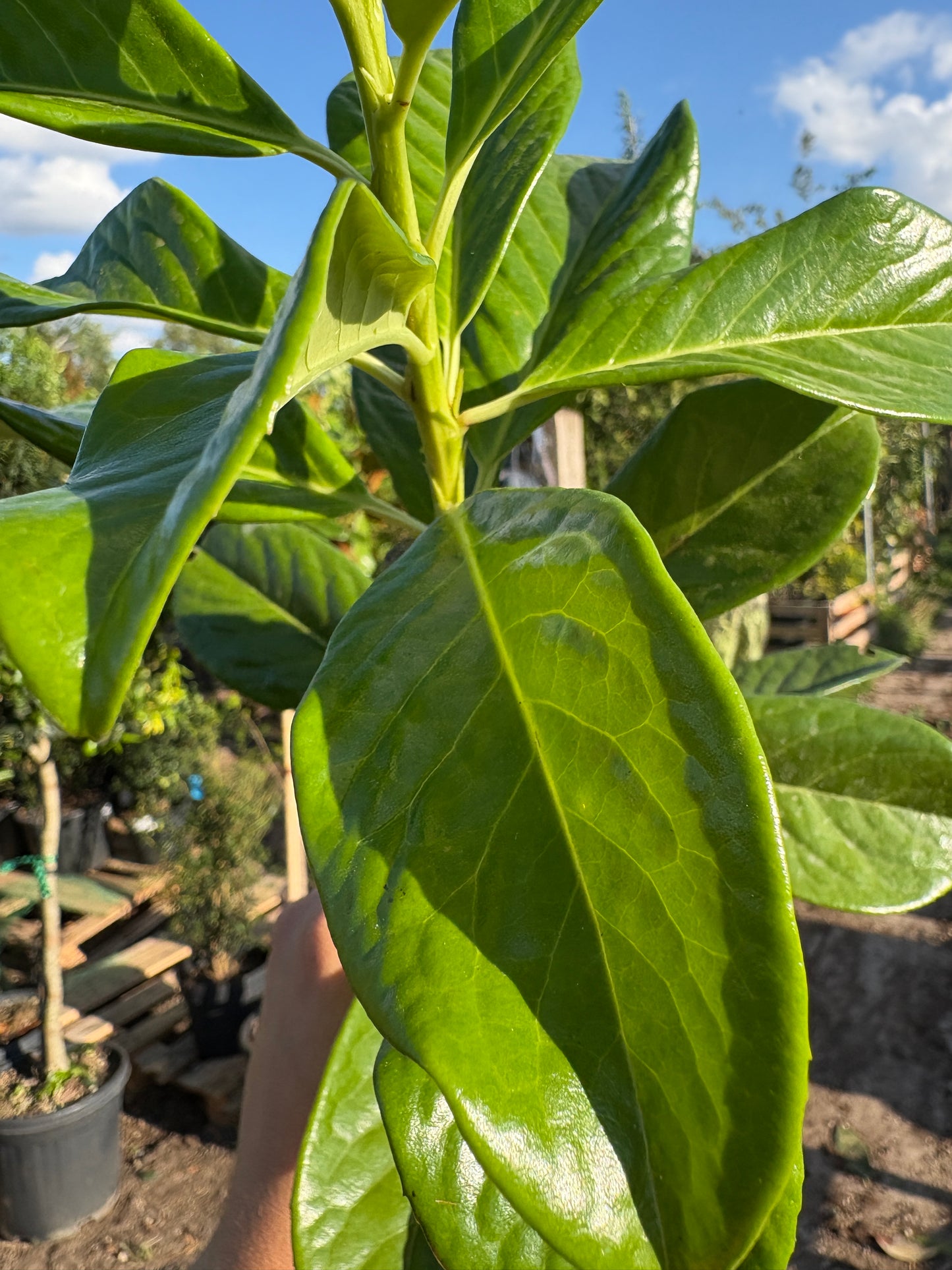 Prunus laurocerasus 'Rotundifolia' (English Cherry Laurel) - full standard (180-190cm clear stem)