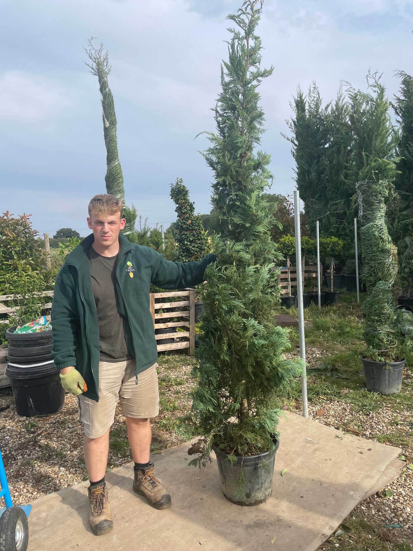 Leyland cypress (Leyland cypress)