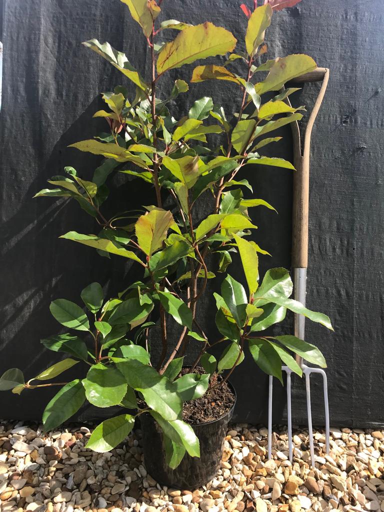 Red Robin - Hedging