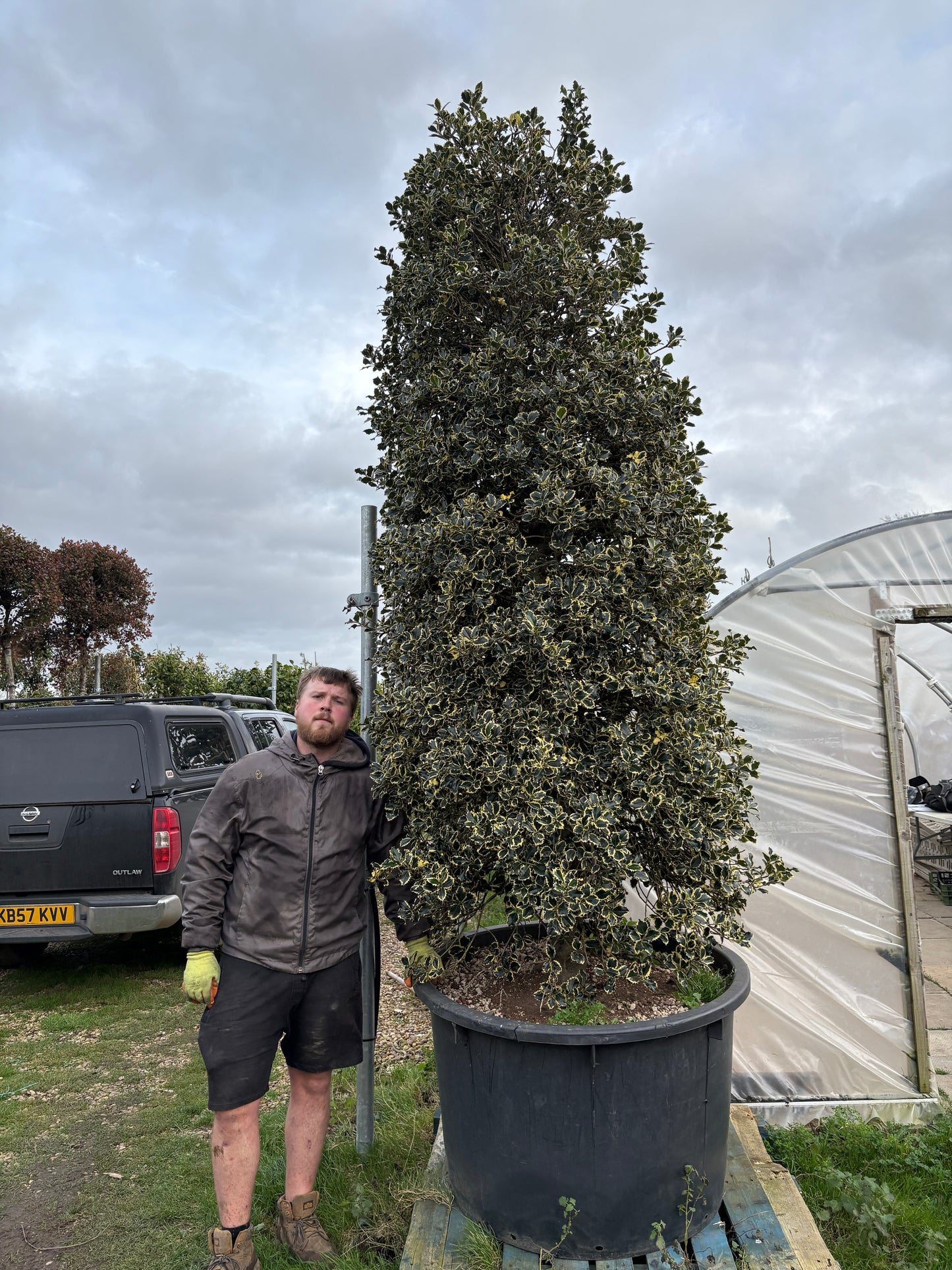 Ilex Aquifolium Variegata Bush - Sale