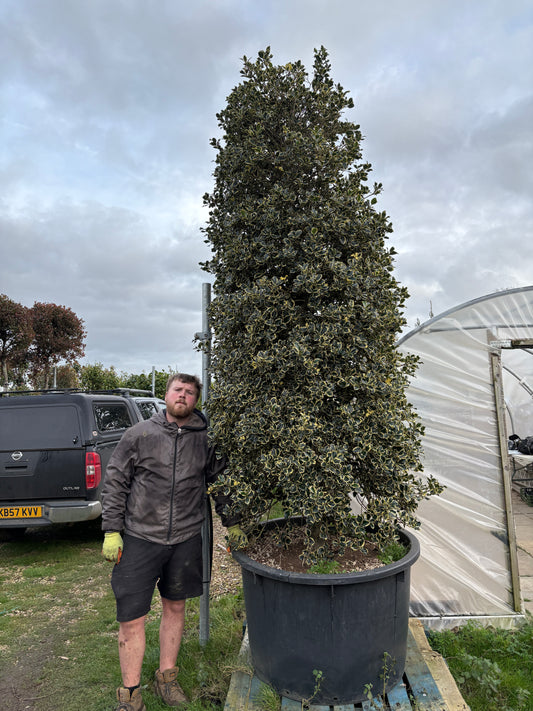 Ilex Aquifolium Variegata Bush - Sale