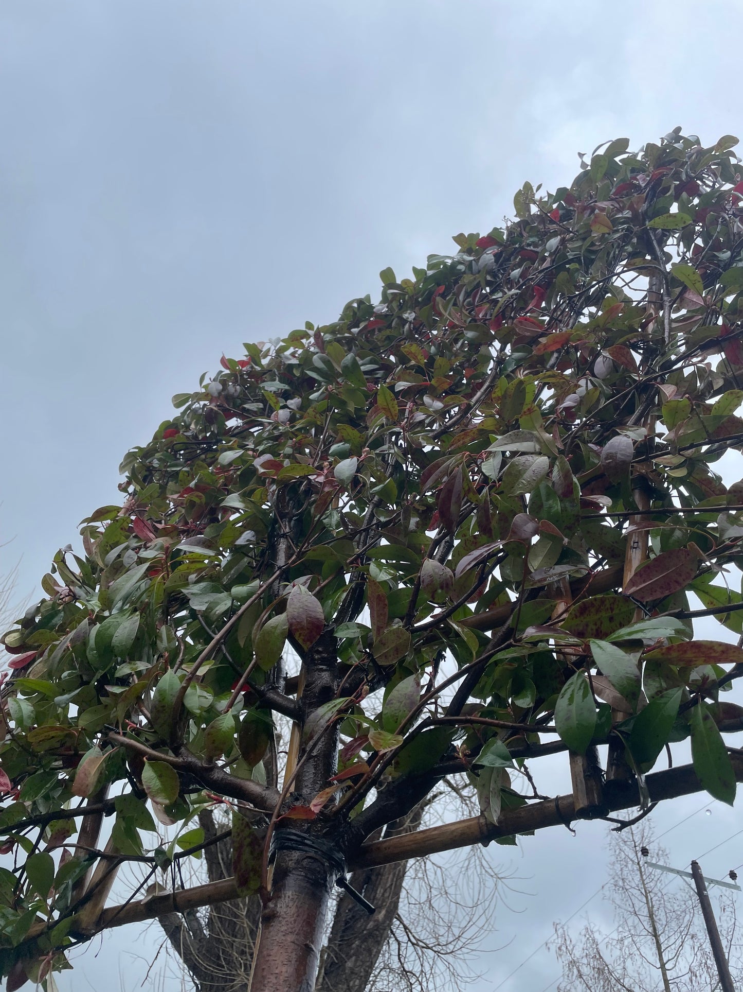 Mature Red Robin - Pleached (180-200cm clear stem)