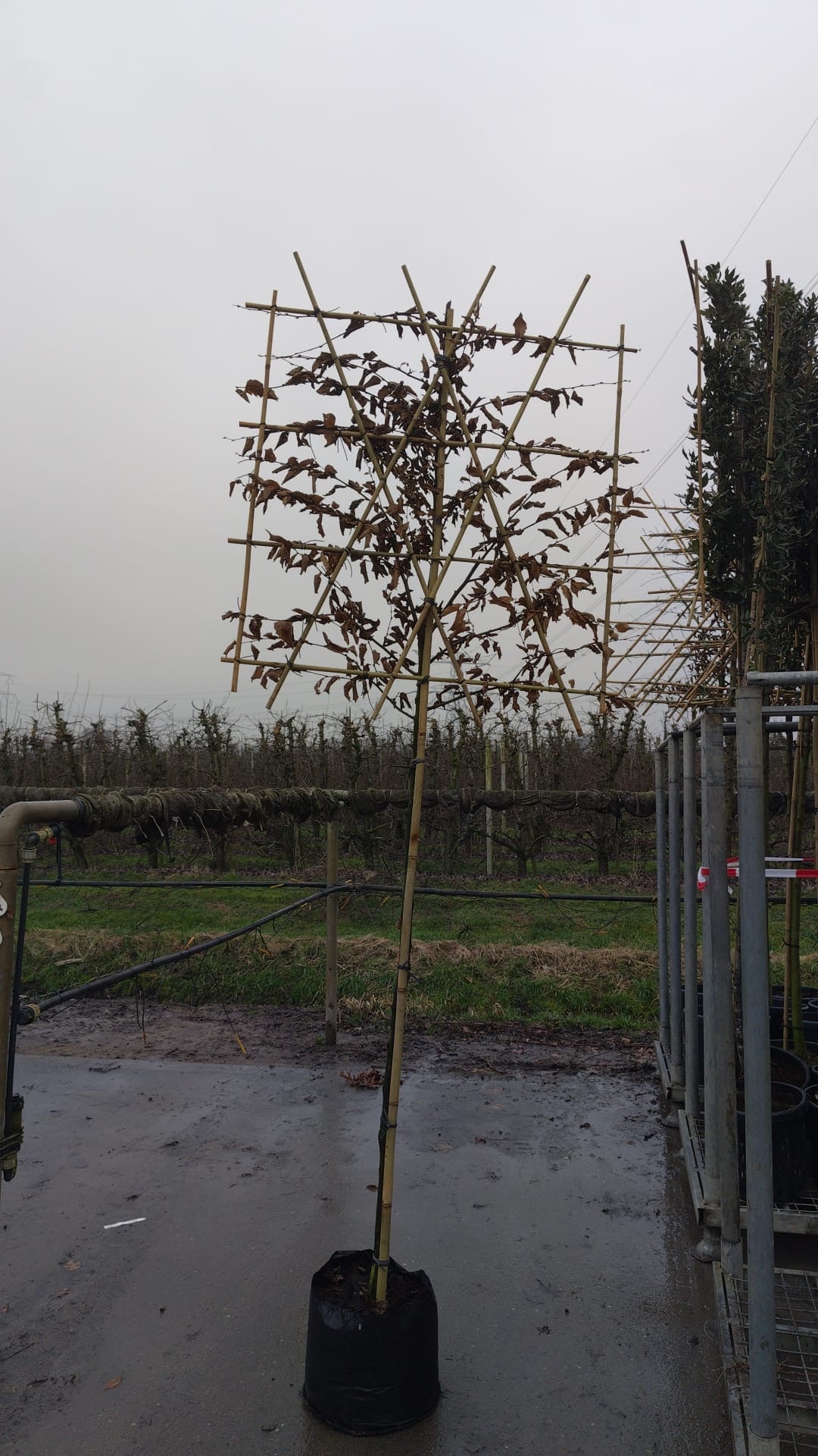 Hornbeam - Pleached - 180-190cm clear stem