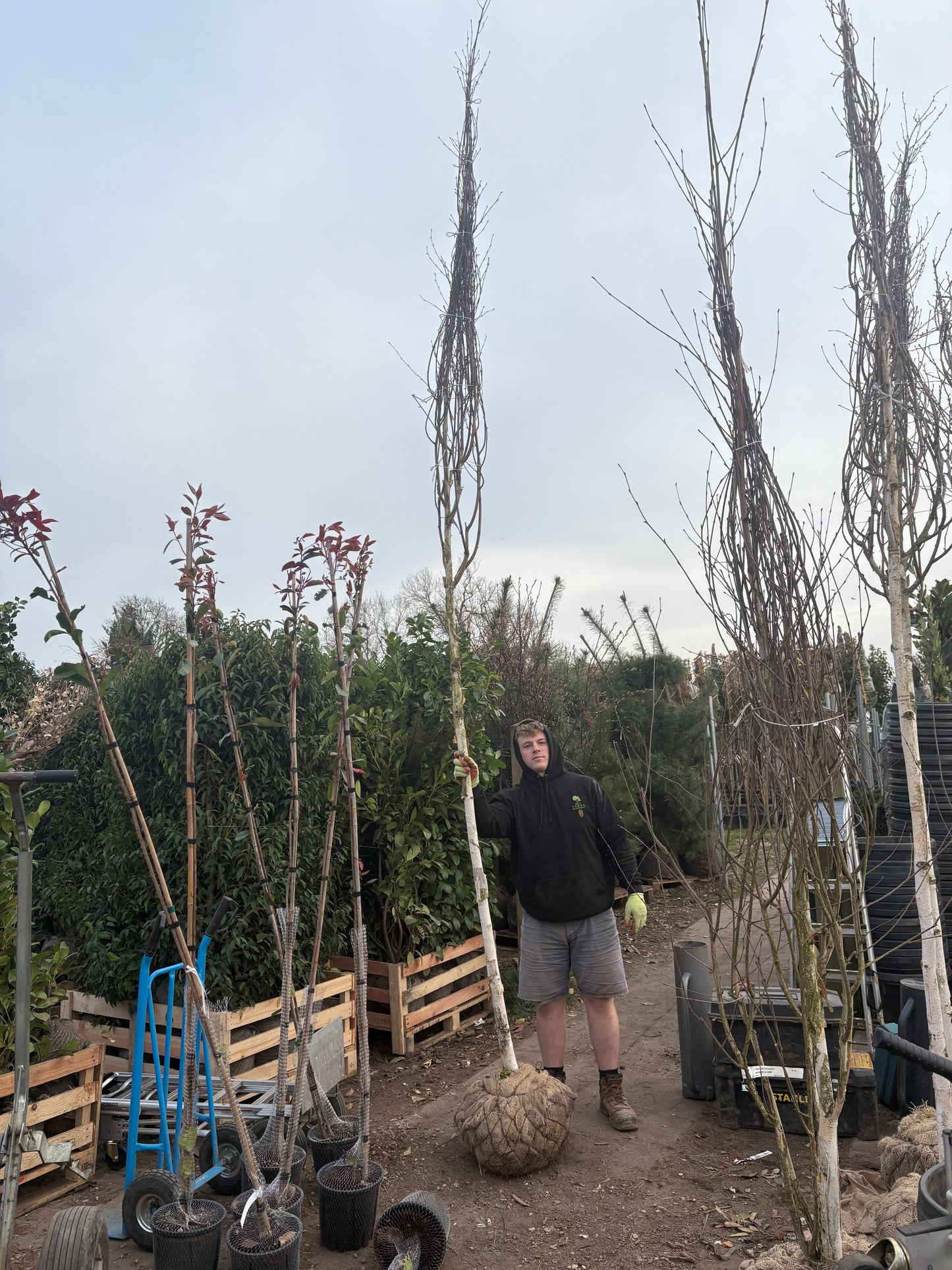 Betula utilis (Himalayan Birch) - full standard - (180-190cm clear stem) ROOTBALL