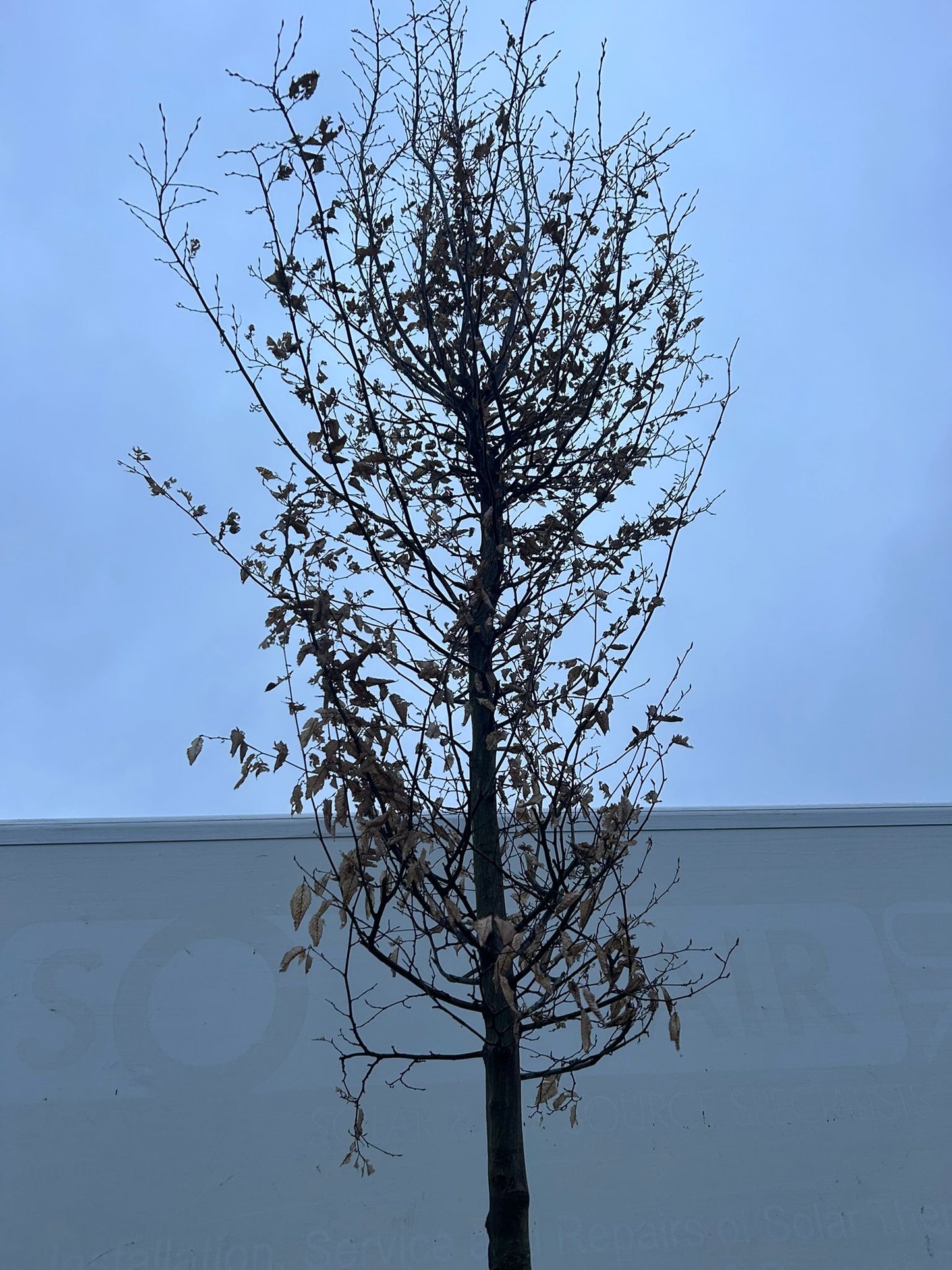 Carpinus betula Standard Trees (Hornbeam) (180-190cm clear stem)
