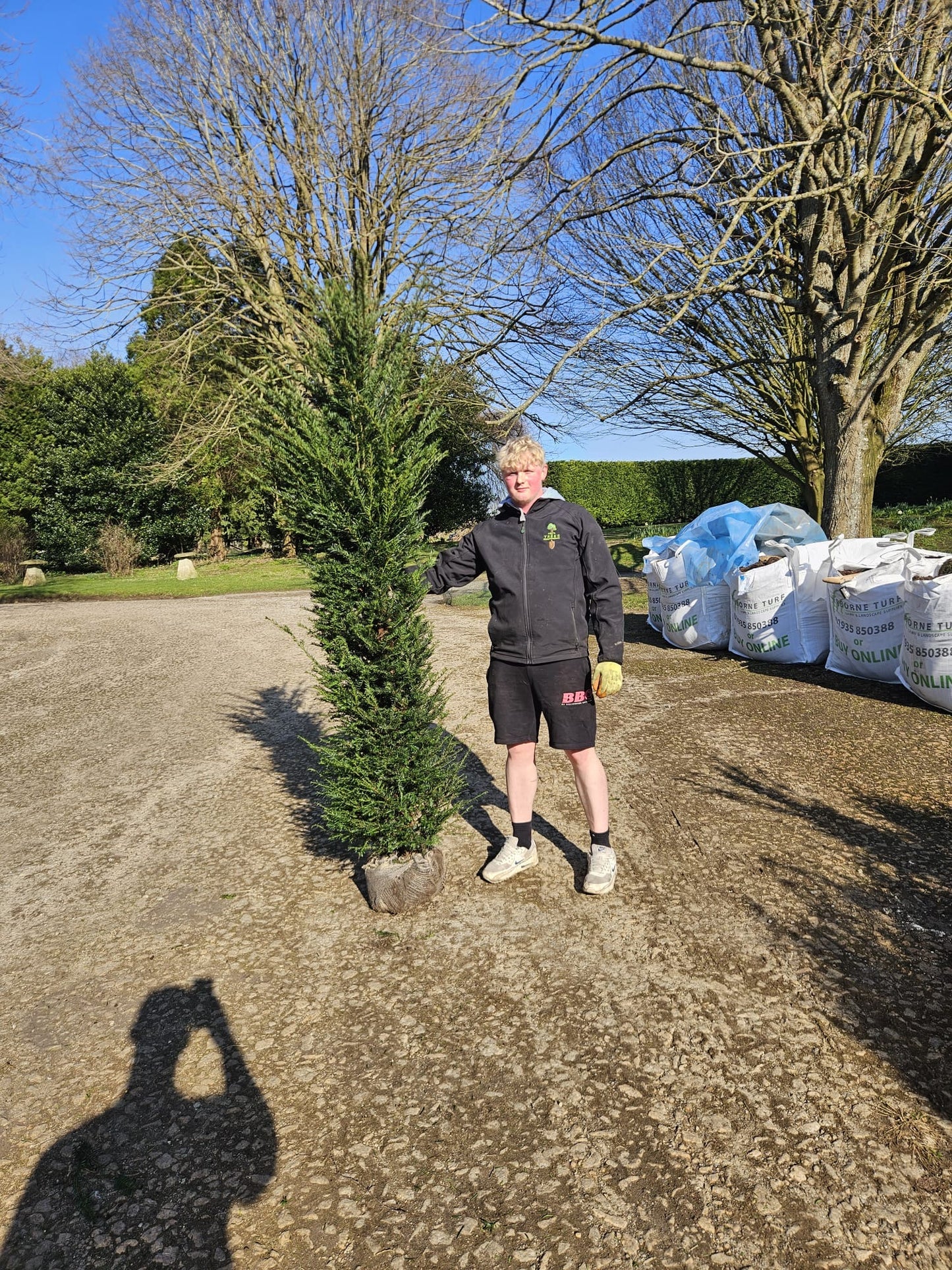 English Yew (Taxus baccata) - Hedging
