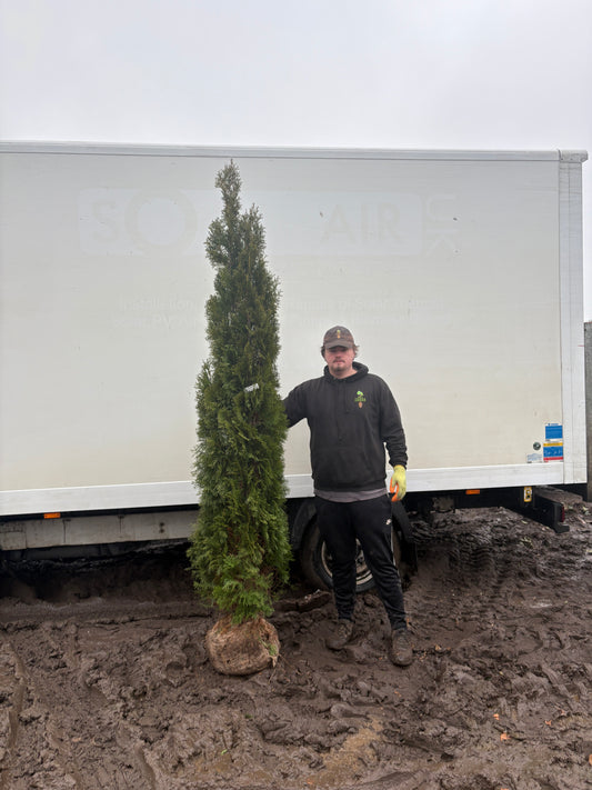 Thuja occidentalis 'Smaragd' -Hedging