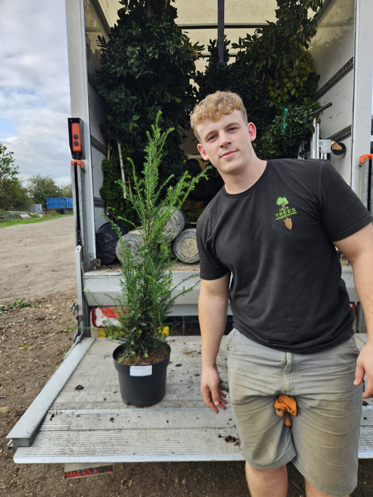 English Yew (Taxus baccata) - Hedging