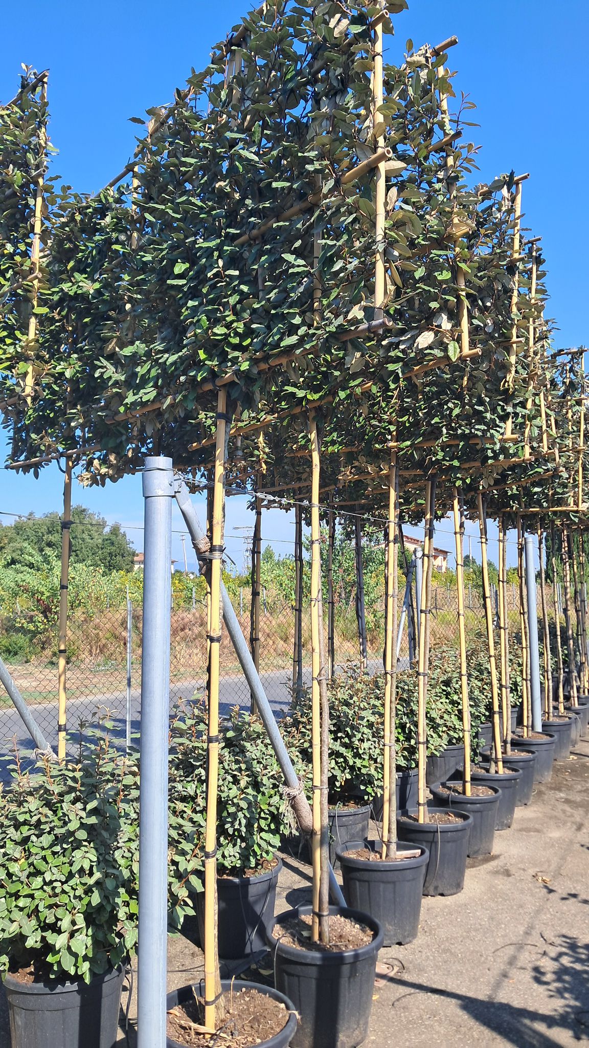 Eleagnus x Ebbingei - Pleached (180-190cm clear stem)