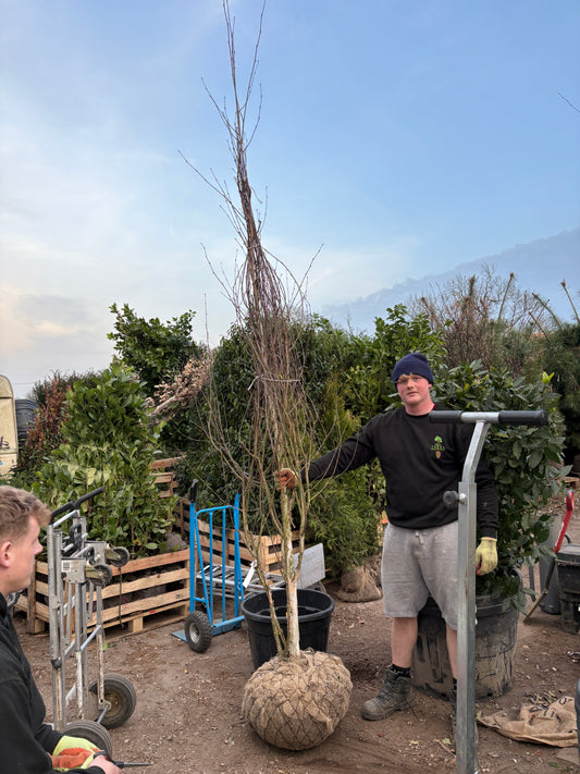 Betula utilis (Himalayan Birch) - Multistem  - CONTAINER GROWN