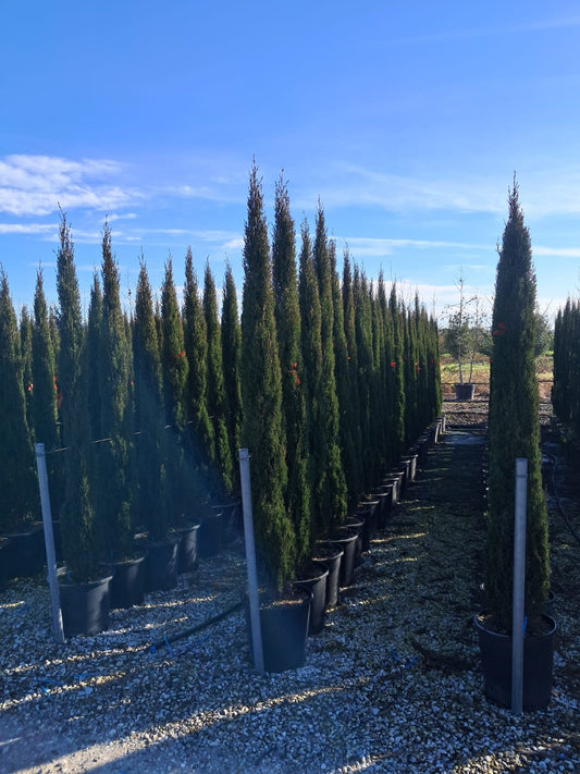TOTEM Cupressus sempervirens (Italian Cypress)
