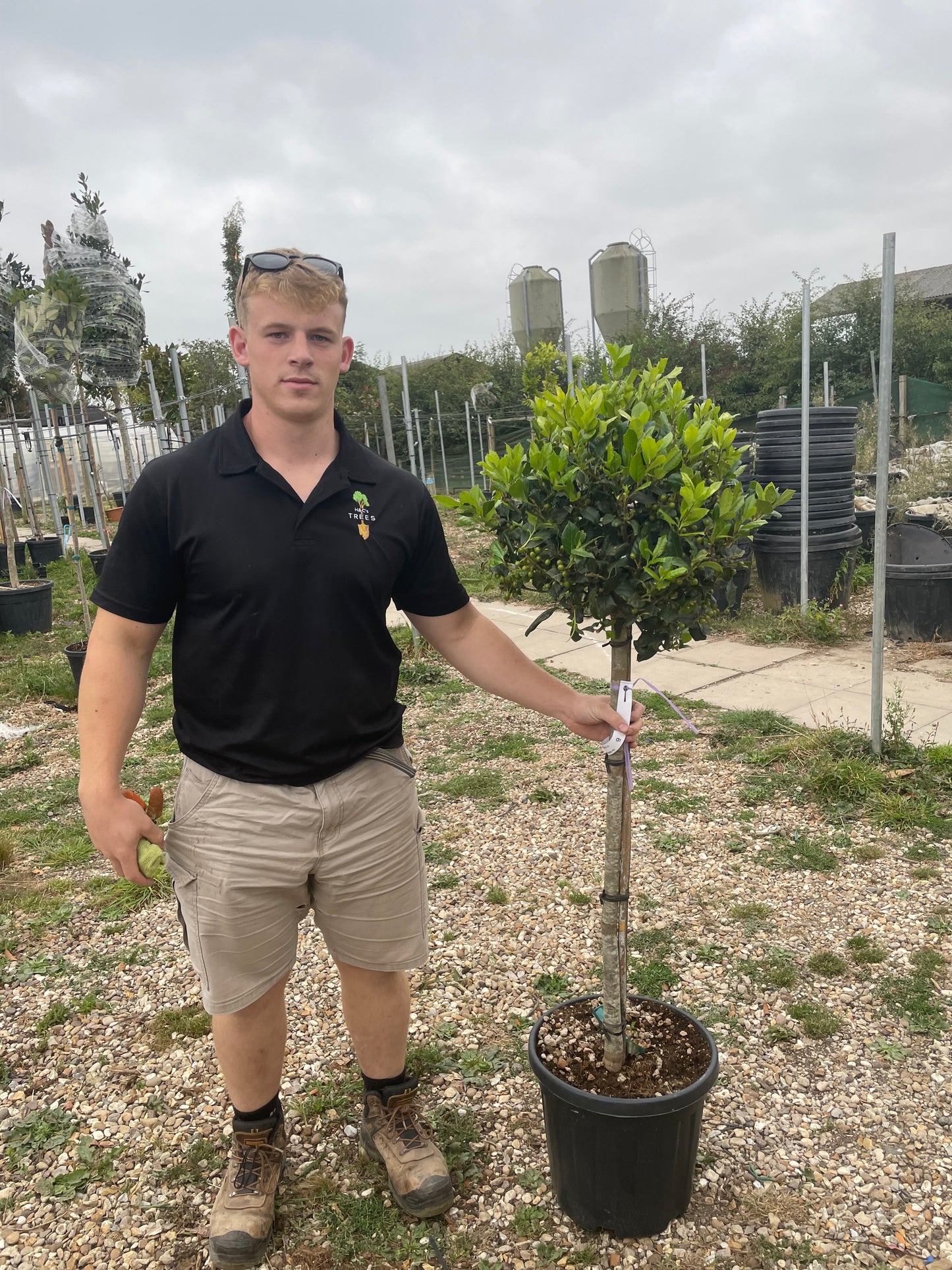 Ilex - Nellie R Stevens - 1/2 Standard Tree