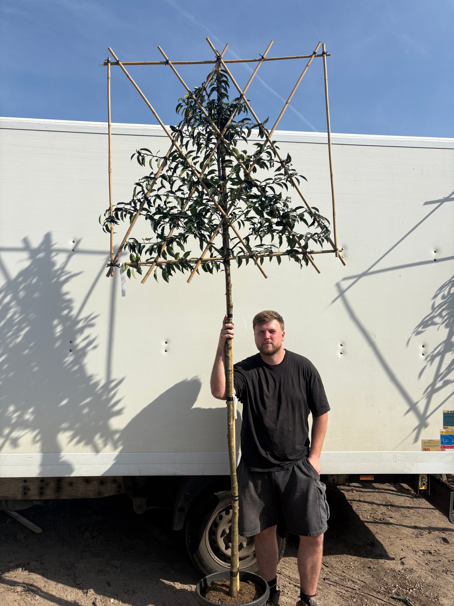 Pleached Prunus lusitanica (Portuguese Laurel) -  Full Standard (180-190cm clear stem)